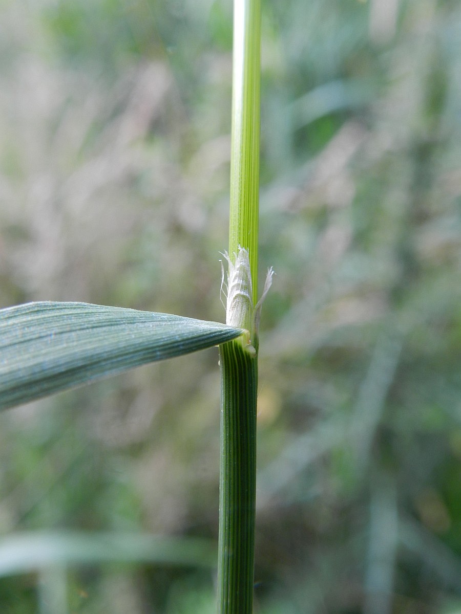 Agrostis gigantea, Redtop
